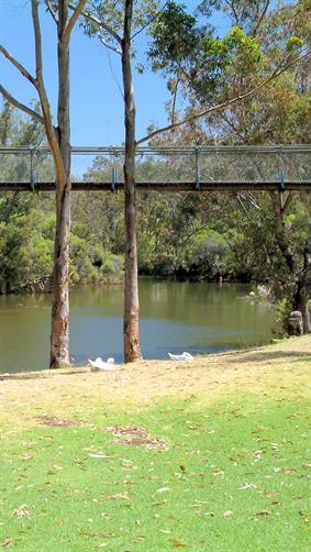 Murray River at Pinjarra, WA.